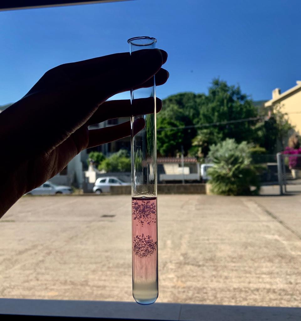 Science Laboratory. DNA extraction of a banana.jpg
